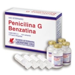 Penicilina G Nombre Comercial Farmacocinetica Farmacodinamia Y M S