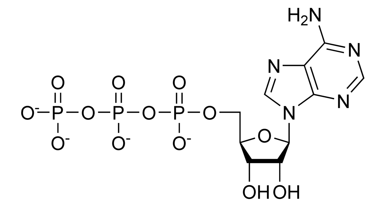 adenosina6