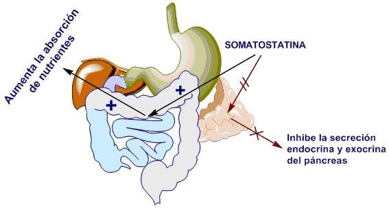 somatostatina