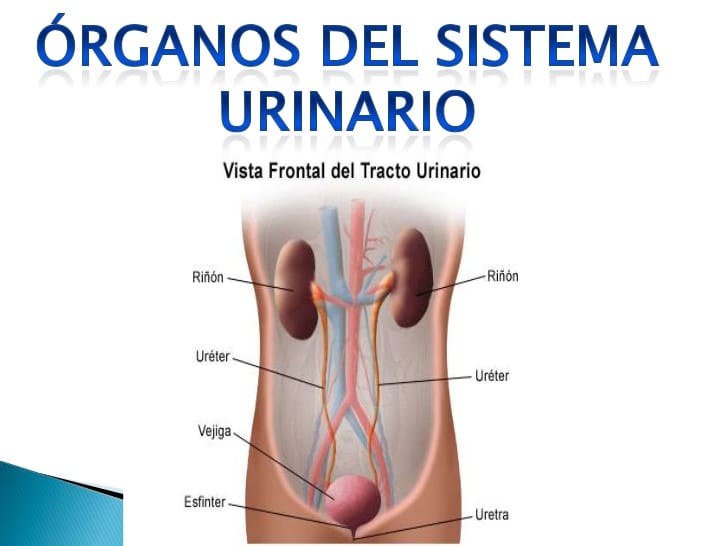 trimetoprima uretritis