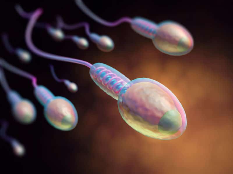 androgenos espermatozoides