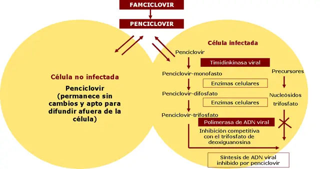 famciclovir