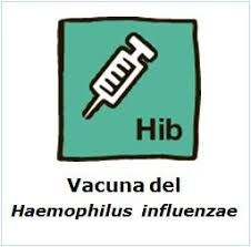 haemophilus influenzae b