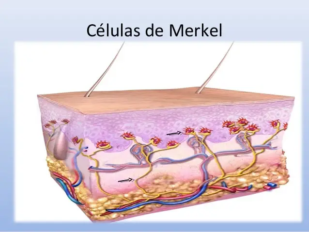 avelumab celulas piel