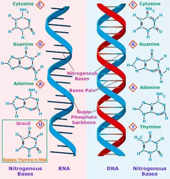 uracilo ARN