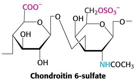 condroitin-sulfato2