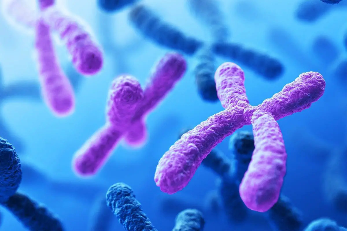 Mutación Cromosómica