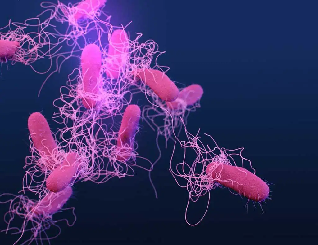 SALMONELLA: ¿QUE ES? Y QUE BACTERIA LA PRODUCE