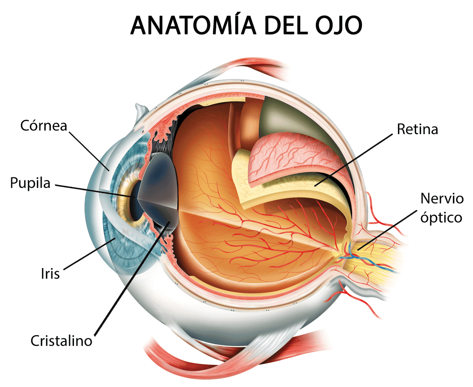 CONOCE TODO SOBRE LA UVEÍTIS, COMO ENFERMEDAD OCULAR CONOCE TODO SOBRE LA UVEÍTIS, COMO ENFERMEDAD OCULAR